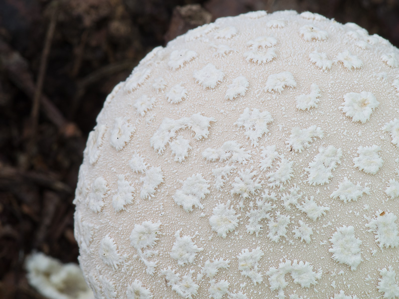 Lycoperdon mammiforme